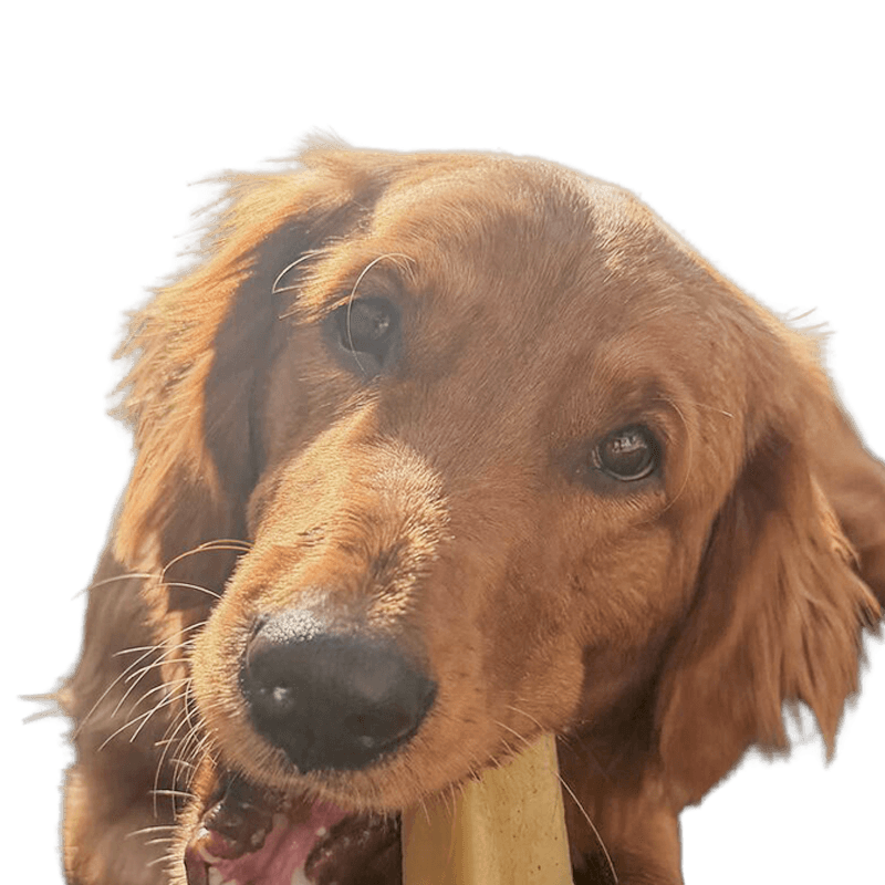 Ellie the Goldie